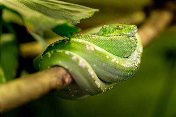 夢見四條蛇是什麼意思_周公解夢