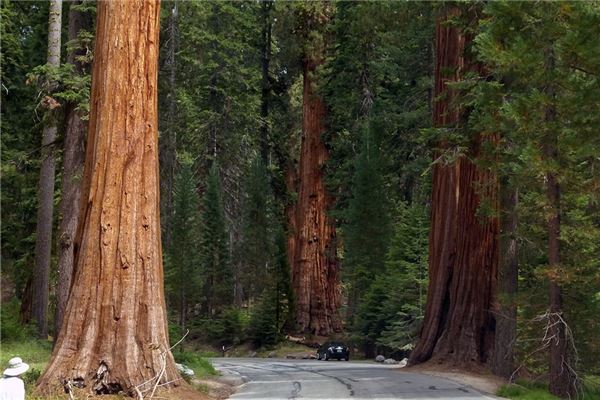 夢到斷樹什麼預兆_周公解夢