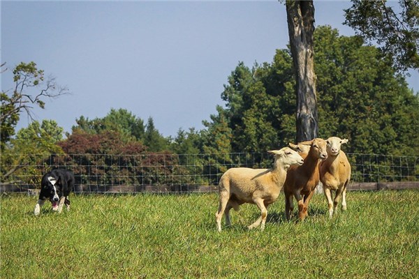 夢到羊雜是好的徵兆嗎_周公解夢