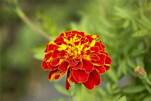 夢見花是什麼意思_周公解夢