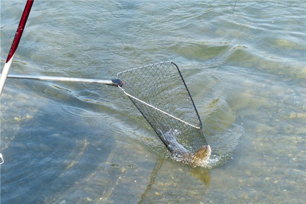 夢到水中抓魚是什麼意思_周公解夢