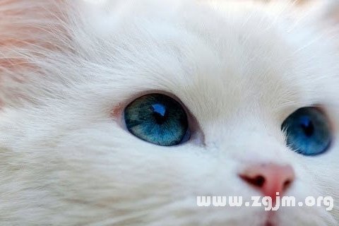夢見白貓