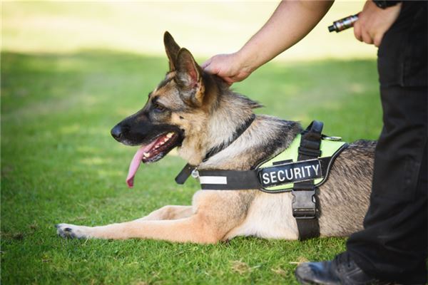 夢見警犬是什麼意思_周公解夢