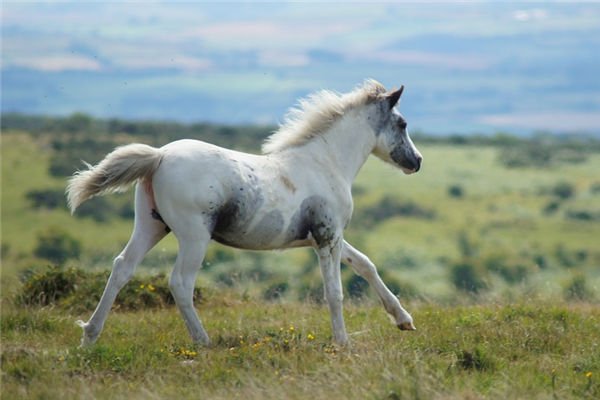 屬相馬1966年出生性格如何_十二生肖