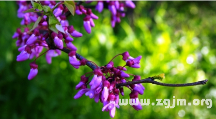 紫荊花的花語