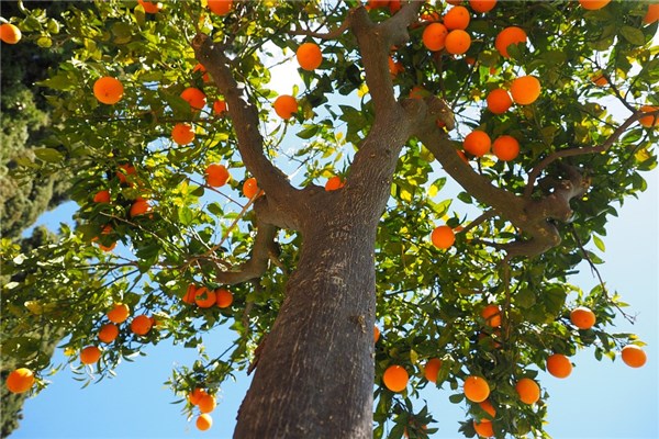 夢見孕婦果樹是什麼兆頭_周公解夢