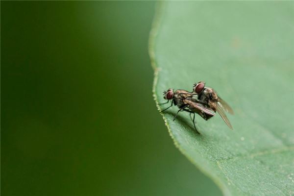 夢見好多蒼蠅_周公解夢