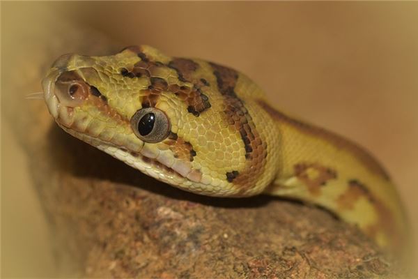 夢見斬斷蛇頭_周公解夢