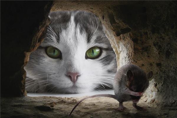 夢見老鼠洞_周公解夢