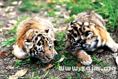 夢見兩隻小老虎