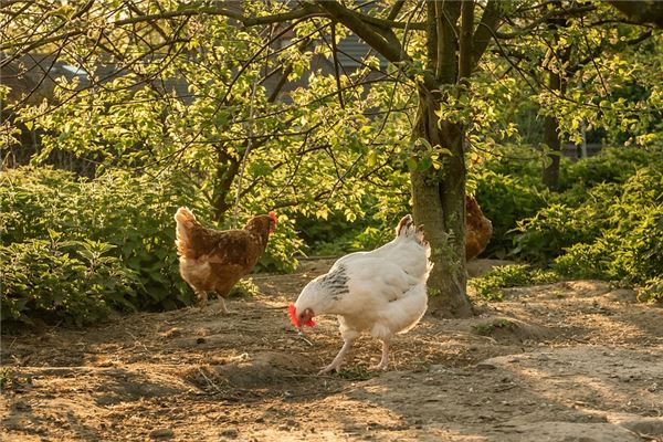 夢見捉雞周公解夢_周公解夢