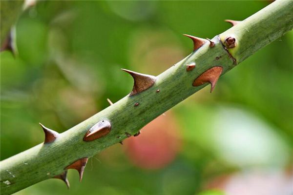 夢到給自己拔刺_周公解夢