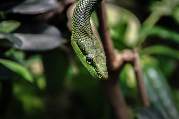 夢見大蛇追自己_周公解夢