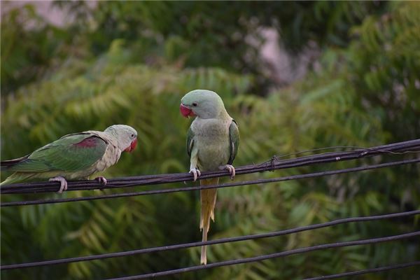 夢見自己被長輩罵_周公解夢