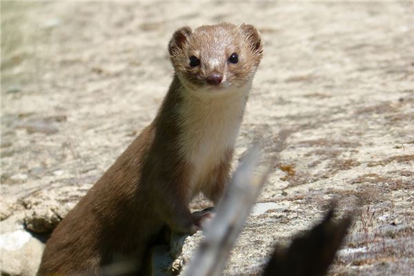 夢見被黃鼠狼追有什麼預兆_周公解夢