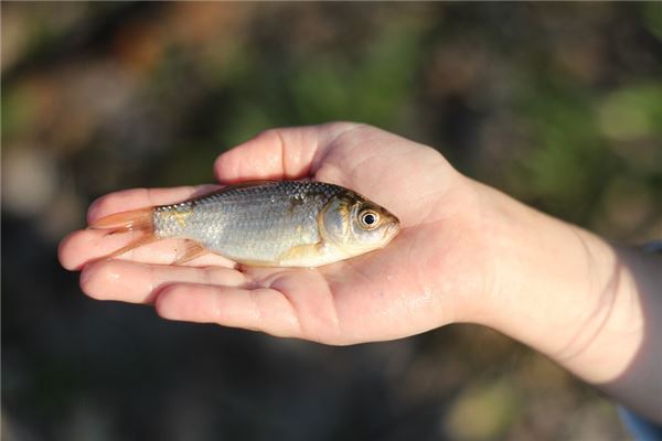 夢到了死鯽魚怎么回事_周公解夢