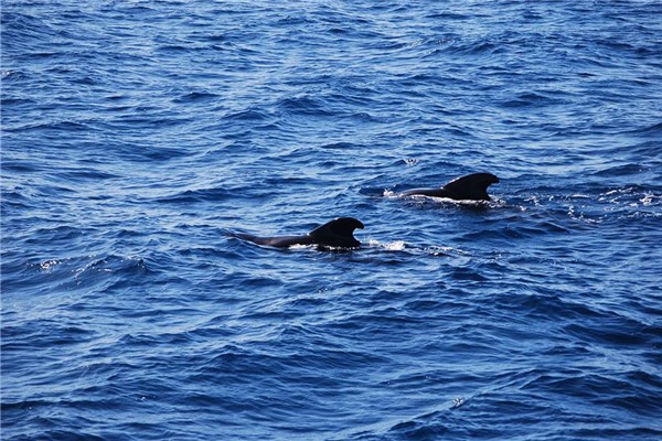 夢見江豚預示什麼_周公解夢