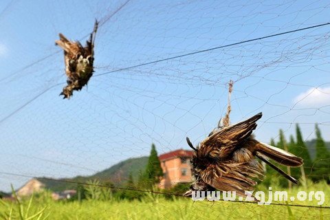 夢見抓鳥 捉鳥 捕鳥