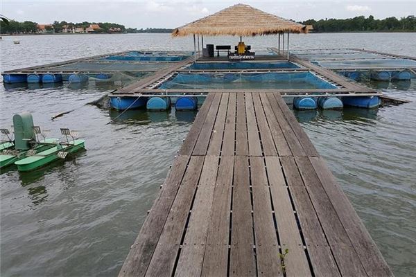 夢見魚塘_周公解夢