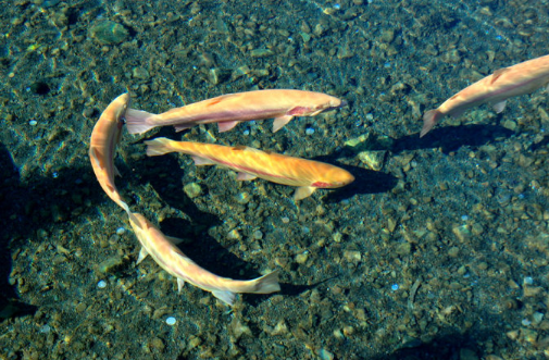 夢見水和魚