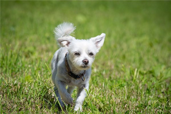 夢到了狗拉大便是啥預兆_周公解夢