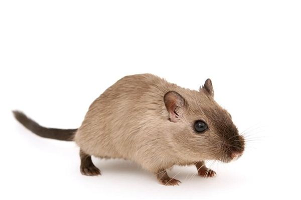 生肖鼠在2021年年齡表_十二生肖