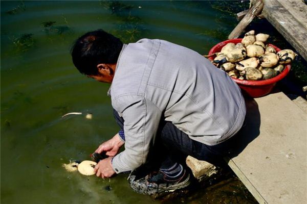 夢見挖蓮藕_周公解夢