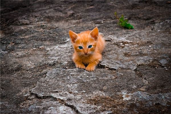 夢見貓成精有什麼寓意嗎？_周公解夢