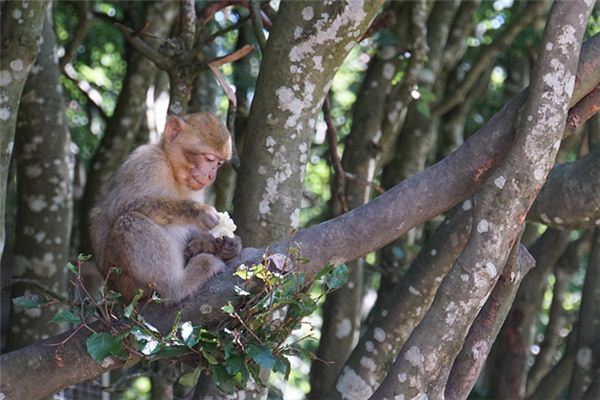1980年屬什麼生肖_十二生肖