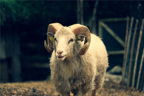 屬羊91年11月生性格如何_十二生肖