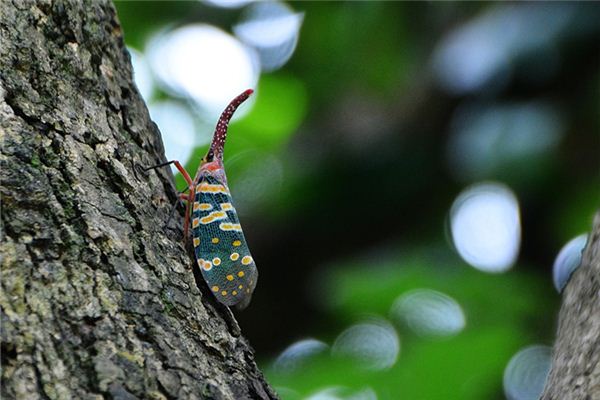 夢到巨大的蟲子_周公解夢