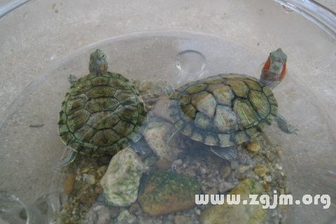 夢見烏龜在水裡游