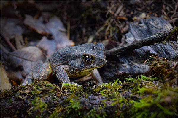 夢見蟾蜍什麼意思_周公解夢