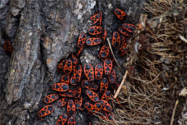 夢到一堆蟲子_周公解夢