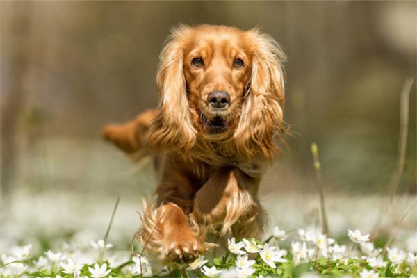 夢見被狗咬流血_周公解夢