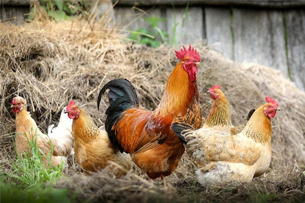 夢見滿地雞屎_周公解夢