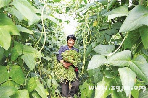 夢見摘豇豆