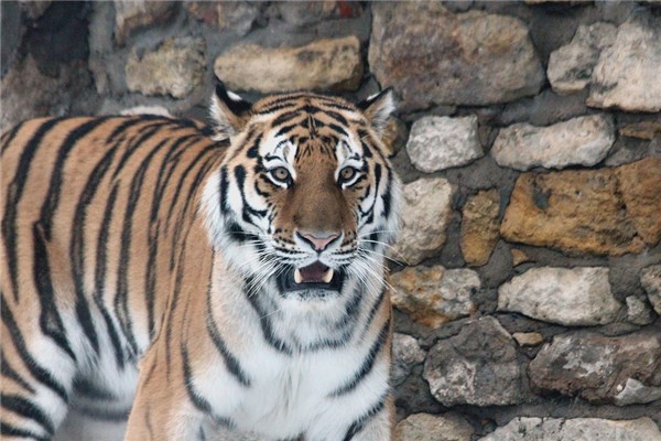 夢到了被猛獸追是啥預兆_周公解夢