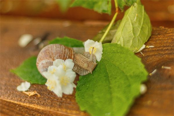 夢見蝸牛是胎夢_周公解夢