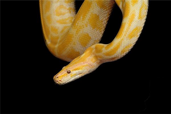 女人夢見黃金大蟒蛇_周公解夢