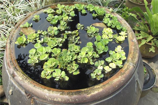 夢到了水缸會是什麼預兆_周公解夢