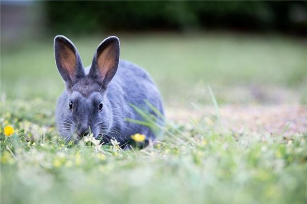 出生臘月的兔是八敗命嗎_十二生肖