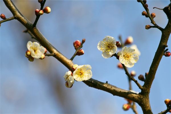 夢見冬天開花_周公解夢