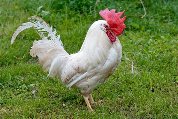 夢見公雞_周公解夢