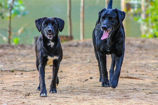 夢見兩條大狗_周公解夢