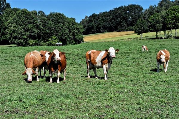 夢見牛追我我逃脫了_周公解夢