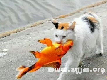 夢見貓抓魚