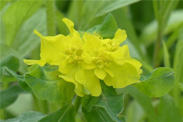 夢到金錢草是凶兆還是吉兆_周公解夢