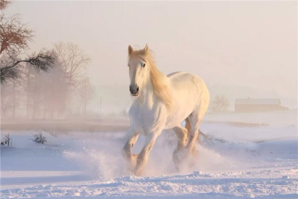 1978年幾點生屬馬的最好_十二生肖