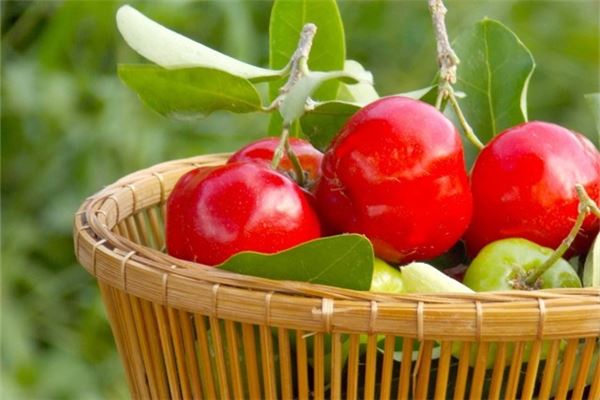 夢見摘櫻桃_周公解夢